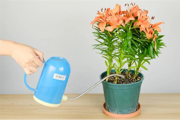香水百合的种植方法，选择紫砂盆种植为佳
