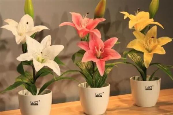 香水百合的种植方法，选择紫砂盆种植为佳