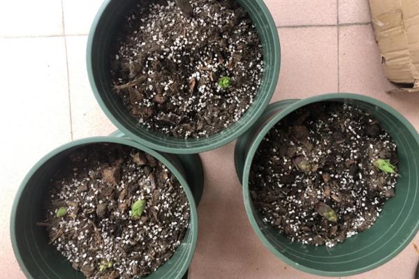香水百合的种植方法，选择紫砂盆种植为佳