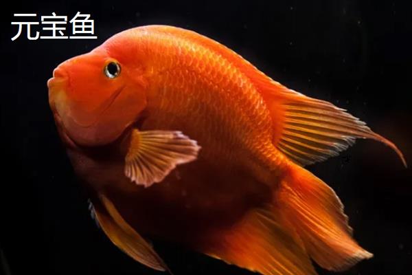 鹦鹉鱼和元宝鱼的区别，外形、体型均不同