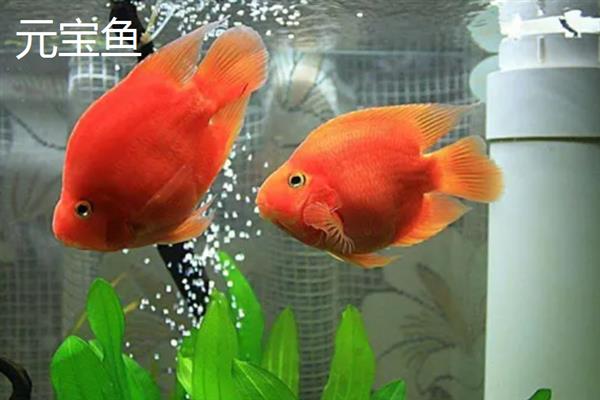 鹦鹉鱼和元宝鱼的区别，外形、体型均不同
