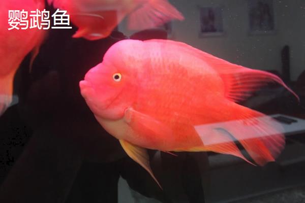 鹦鹉鱼和元宝鱼的区别，外形、体型均不同
