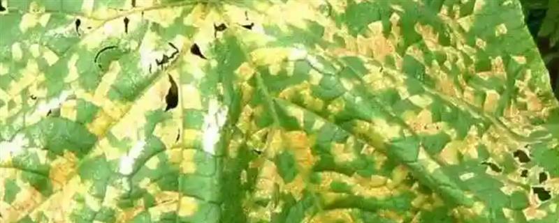 黄瓜靶斑病怎么防治，喷施氨基寡糖素等药物具有预防作用