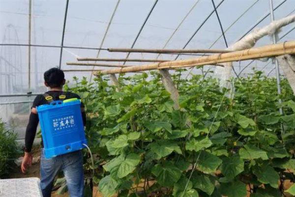 黄瓜靶斑病怎么防治，喷施氨基寡糖素等药物具有预防作用
