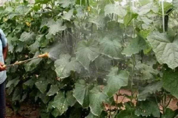 黄瓜靶斑病怎么防治，喷施氨基寡糖素等药物具有预防作用
