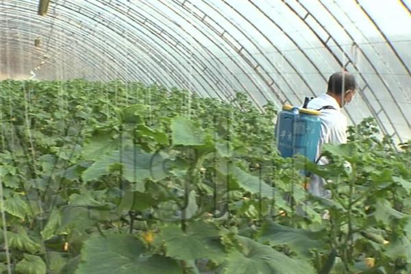 黄瓜靶斑病怎么防治，喷施氨基寡糖素等药物具有预防作用