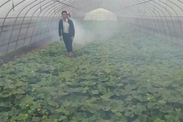 黄瓜靶斑病怎么防治，喷施氨基寡糖素等药物具有预防作用