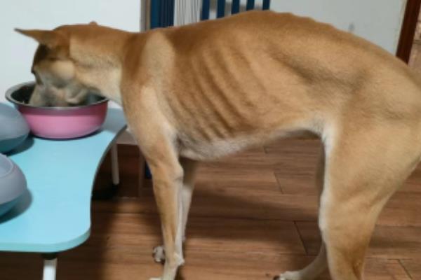 狗狗太瘦怎么解决，需要给予食物补充