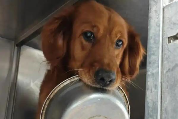 狗狗太瘦怎么解决，需要给予食物补充