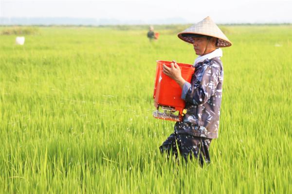 稻谷种子发芽要泡多长时间，通常需要浸泡48-72小时左右