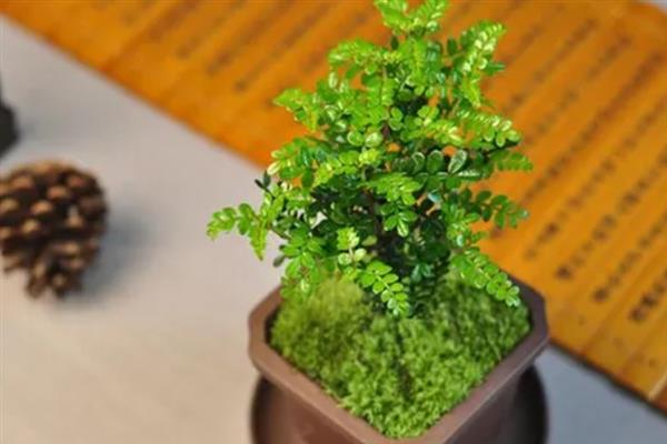 清香木有什么利弊，可用来观赏和净化空气、但会滋生蚊虫