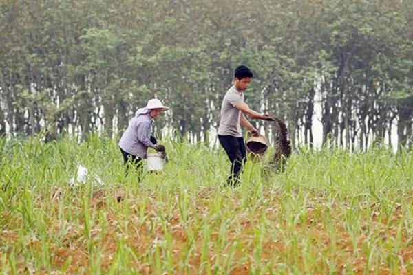 甘蔗如何追肥，适合在雨后或土壤湿润时进行