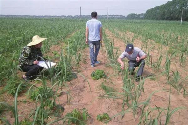 甘蔗如何追肥，适合在雨后或土壤湿润时进行