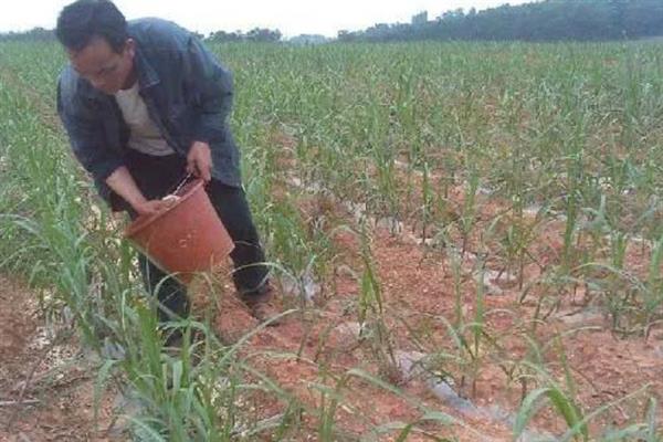 甘蔗如何追肥，适合在雨后或土壤湿润时进行