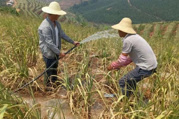 甘蔗如何追肥，适合在雨后或土壤湿润时进行