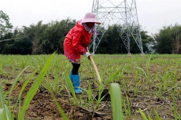甘蔗如何追肥，适合在雨后或土壤湿润时进行