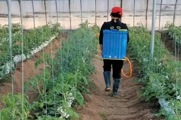 番茄转色时要注意什么，增施钾肥有助于果实上色
