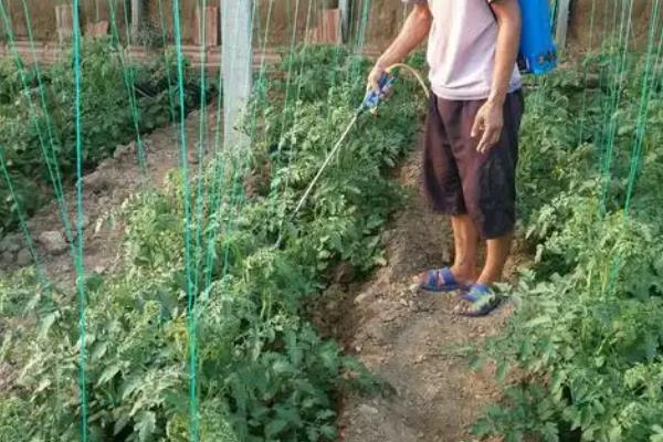 番茄转色时要注意什么，增施钾肥有助于果实上色