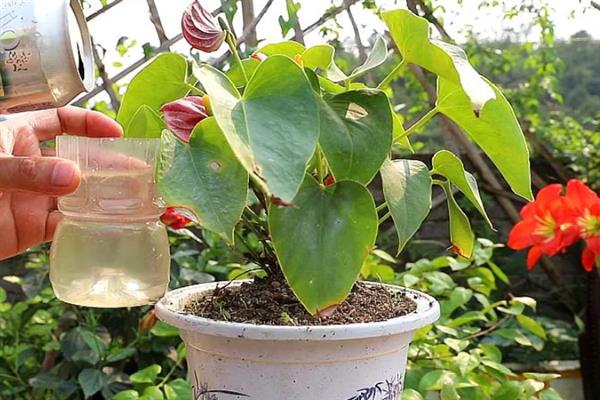 红掌秋天多久浇水一次，2-3天为其补水一次