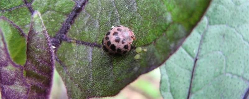 茄二十八星瓢虫的特征，其背上有28个黑点