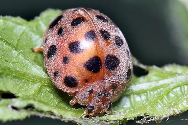 茄二十八星瓢虫的特征，其背上有28个黑点