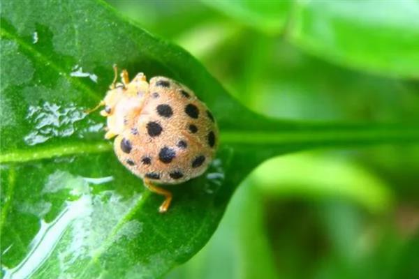 茄二十八星瓢虫的特征，其背上有28个黑点