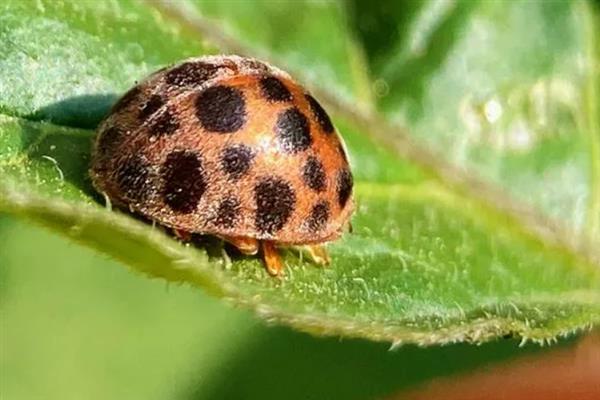 茄二十八星瓢虫的特征，其背上有28个黑点