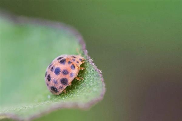 茄二十八星瓢虫的特征，其背上有28个黑点