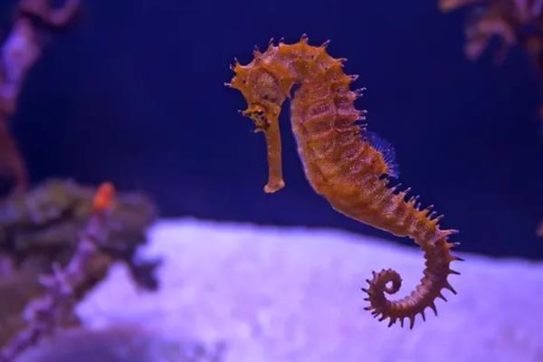 海马属于鱼类吗，海马是属于鱼类的