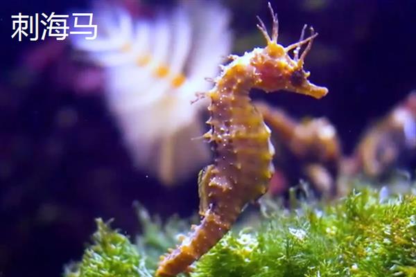 海马属于鱼类吗，海马是属于鱼类的