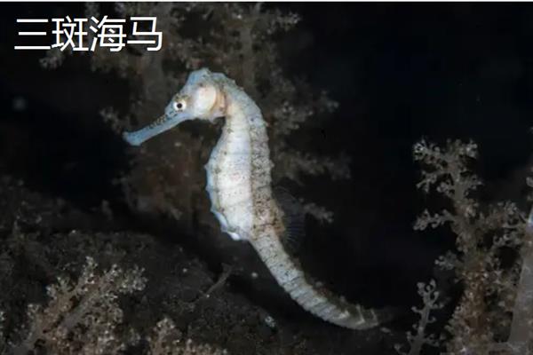 海马属于鱼类吗，海马是属于鱼类的