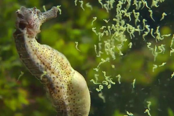 海马属于鱼类吗，海马是属于鱼类的