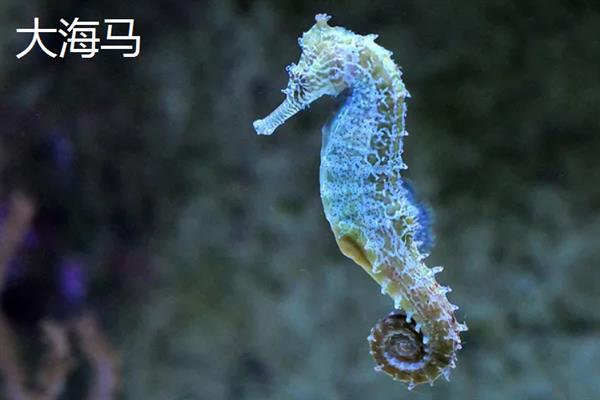 海马属于鱼类吗，海马是属于鱼类的
