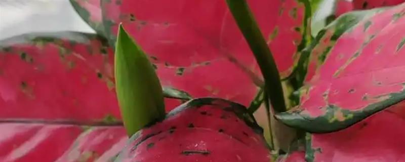 吉利红开花后如何养护，翻松土壤有利于根部呼吸