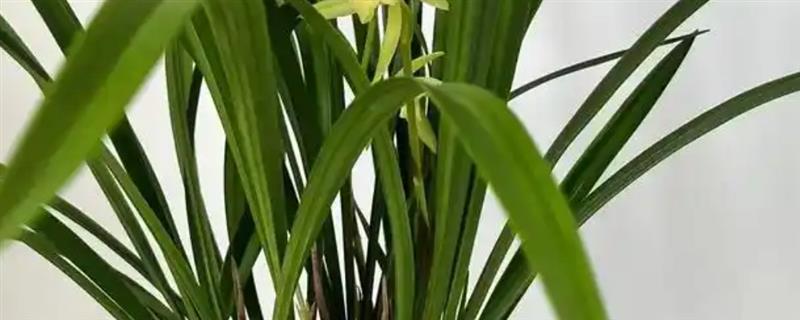风化土适合种植什么盆景，适合栽培喜酸性、喜微酸性植物