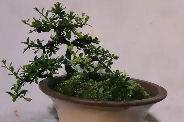 风化土适合种植什么盆景，适合栽培喜酸性、喜微酸性植物