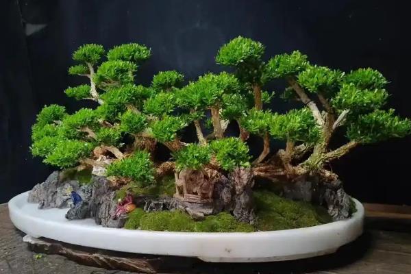风化土适合种植什么盆景，适合栽培喜酸性、喜微酸性植物