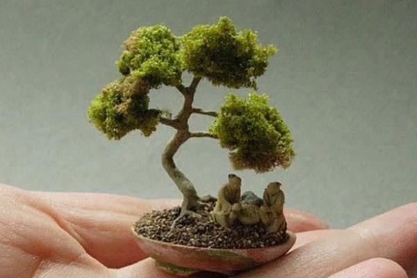 风化土适合种植什么盆景，适合栽培喜酸性、喜微酸性植物