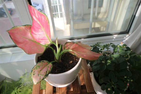 吉利红开花后如何养护,翻松土壤有利于根部呼吸