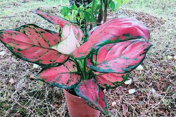 吉利红开花后如何养护,翻松土壤有利于根部呼吸