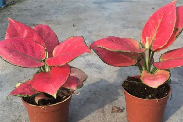 吉利红开花后如何养护,翻松土壤有利于根部呼吸