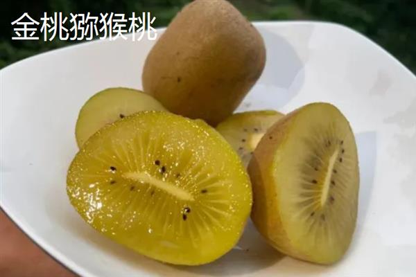 猕猴桃的名字由来，是受到猕猴的喜爱