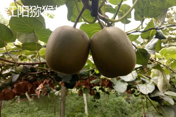 猕猴桃的名字由来，是受到猕猴的喜爱