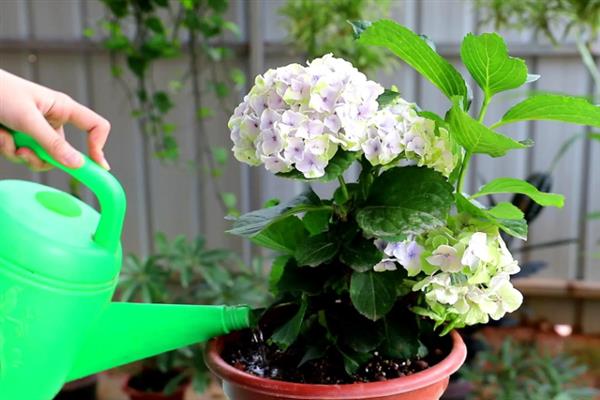 八仙花的种植管理方法，通常每半个月追一次有机肥