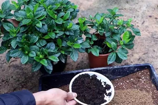 哪种花卉适合使用芝麻饼肥，适用于长寿花、山茶花、蔷薇花等大部分品种