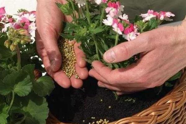 哪种花卉适合使用芝麻饼肥，适用于长寿花、山茶花、蔷薇花等大部分品种