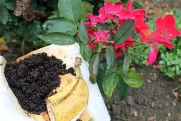 哪种花卉适合使用芝麻饼肥，适用于长寿花、山茶花、蔷薇花等大部分品种
