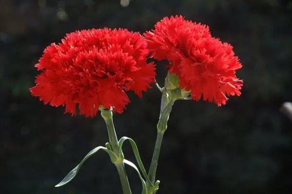 红色康乃馨适合送什么人，适合赠送给母亲或师长