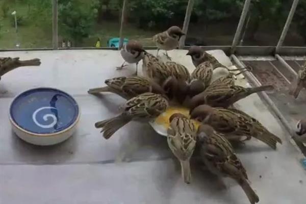 麻雀能不能洗澡，可以水洗也可以沙浴