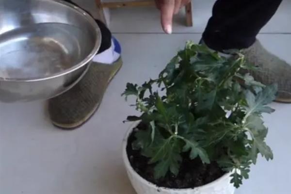 菊花夏天开花是否正常，不同品种的开花时间存在差异